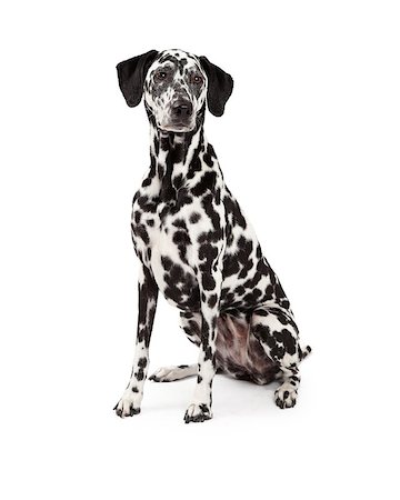 simsearch:400-07972779,k - A beautiful Dalmatian Dog sitting while looking off to the side. Fotografie stock - Microstock e Abbonamento, Codice: 400-07972564
