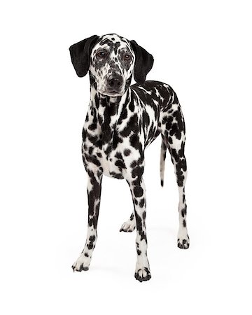 simsearch:400-07972779,k - A beautiful Dalmatian Dog standing at an angle while looking off to the side. Fotografie stock - Microstock e Abbonamento, Codice: 400-07972565