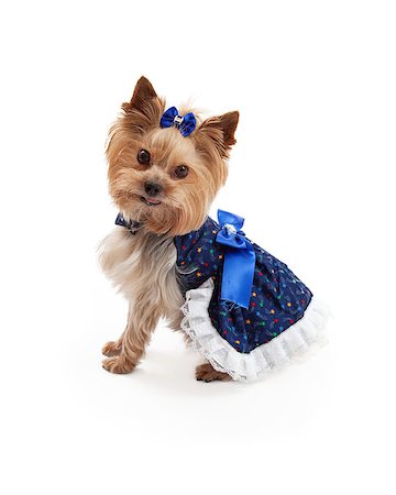 simsearch:400-07972779,k - A beautiful blue patterned dress with bows on a very cute and attentive Yorkshire Terrier dog. Fotografie stock - Microstock e Abbonamento, Codice: 400-07972566