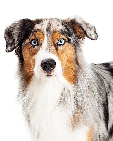 simsearch:400-06567310,k - A headshot of a beautiful Australian Shepherd dog.  Head, neck and shoulders are included in the image. Stockbilder - Microstock & Abonnement, Bildnummer: 400-07972567