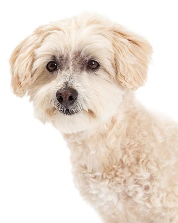 simsearch:400-08318823,k - Beautiful closeup of a Maltese and Poodle Mix Dog looking towards the side. Foto de stock - Royalty-Free Super Valor e Assinatura, Número: 400-07972568