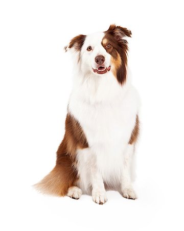 A beautiful brown, gold, and white border collie is sitting and looking into the camera. Stock Photo - Budget Royalty-Free & Subscription, Code: 400-07972562