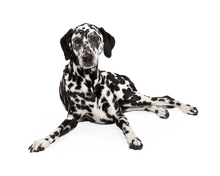 simsearch:400-07972490,k - A beautiful Dalmatian Dog laying while looking into the camera. Fotografie stock - Microstock e Abbonamento, Codice: 400-07972563
