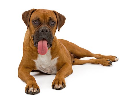 simsearch:400-07972595,k - A beautiful Boxer dog laying on a white backdrop with tongue out. Stock Photo - Budget Royalty-Free & Subscription, Code: 400-07972575