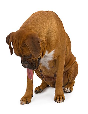 simsearch:400-07972595,k - Boxer dog looking down with tongue out. Add your pet food or treat by his paws to appear as if he is drooling over it. Stock Photo - Budget Royalty-Free & Subscription, Code: 400-07972577