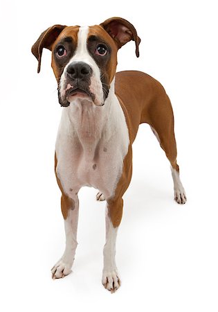 simsearch:400-07972595,k - A fawn Boxer dog sitting down and looking up. Isolated on white Stock Photo - Budget Royalty-Free & Subscription, Code: 400-07972578