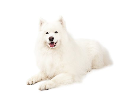 simsearch:400-07972778,k - A beautiful Samoyed Dog laying at an angle while looking forward.  Mouth is open. Photographie de stock - Aubaine LD & Abonnement, Code: 400-07972572