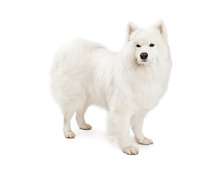 simsearch:400-06567310,k - A beautiful Samoyed Dog standing at an angle while looking into the camera. Stockbilder - Microstock & Abonnement, Bildnummer: 400-07972573