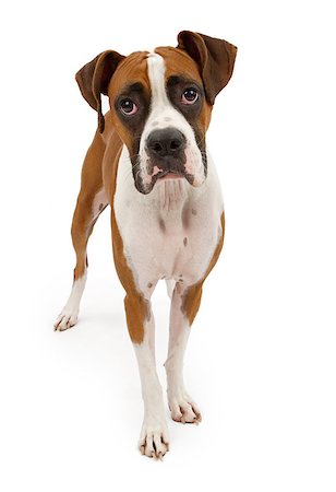 simsearch:400-07972595,k - A tri-colored Boxer dog standing up and looking forward. Isolated on white Stock Photo - Budget Royalty-Free & Subscription, Code: 400-07972584
