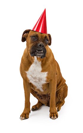 simsearch:400-07972595,k - A fawn Boxer dog wearing a red birthday party hat Stock Photo - Budget Royalty-Free & Subscription, Code: 400-07972585