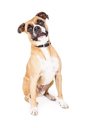 simsearch:400-07972595,k - A cute Boxer crossbreed sitting and looking at the camera with a funny expression Stock Photo - Budget Royalty-Free & Subscription, Code: 400-07972588