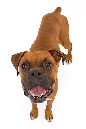 simsearch:400-07972595,k - A malnourished rescued Boxer dog with ribs showing. Isolated on white Stock Photo - Budget Royalty-Free & Subscription, Code: 400-07972580