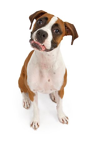 simsearch:400-07972595,k - A tri-colored Boxer dog sitting down and looking up with her bottom teeth out Stock Photo - Budget Royalty-Free & Subscription, Code: 400-07972581