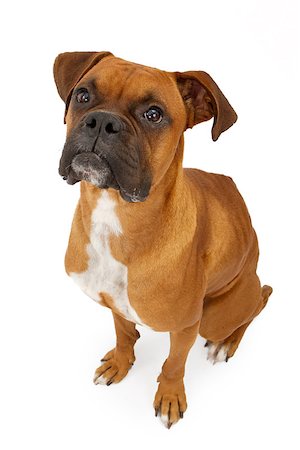 simsearch:400-07972595,k - A fawn Boxer dog sitting down and looking up. Isolated on white Stock Photo - Budget Royalty-Free & Subscription, Code: 400-07972582