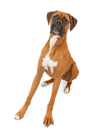 simsearch:400-07972595,k - A beautiful large Boxer dog with his legs extended out making a funny face with his teeth out. Isolated on white. Stock Photo - Budget Royalty-Free & Subscription, Code: 400-07972595