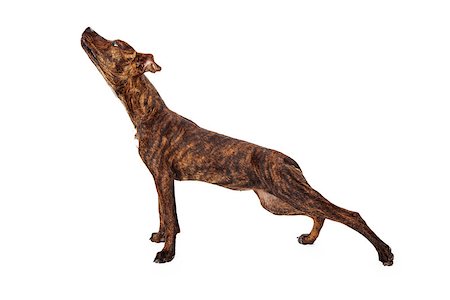 simsearch:400-07972595,k - Profile of a brindle mixed breed dog stretching on white background. Stock Photo - Budget Royalty-Free & Subscription, Code: 400-07972596
