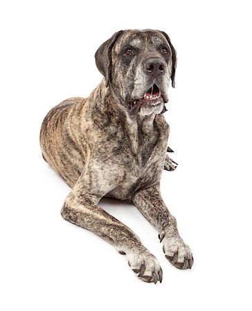 simsearch:400-07972595,k - A large brindle Mastiff dog sitting against a white backdrop and drooling Stock Photo - Budget Royalty-Free & Subscription, Code: 400-07972602