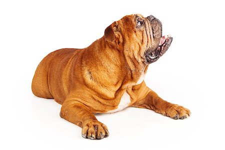 simsearch:400-07972595,k - Bulldog against a white backdrop looking up at a treat Stock Photo - Budget Royalty-Free & Subscription, Code: 400-07972615