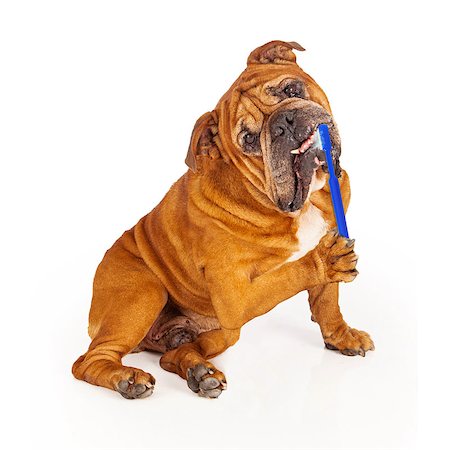 simsearch:400-07972595,k - Bulldog sitting down and brushing his teeth with a blue toothbrush that has toothpaste bubbles Stock Photo - Budget Royalty-Free & Subscription, Code: 400-07972610