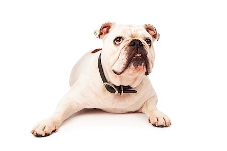 simsearch:400-07972595,k - A young white Bulldog laying against a white background and looking up at a treat Stock Photo - Budget Royalty-Free & Subscription, Code: 400-07972613