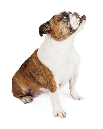 simsearch:400-07972595,k - Side view of a Bulldog with an underbite looking up while sitting against a white backdrop Stock Photo - Budget Royalty-Free & Subscription, Code: 400-07972626