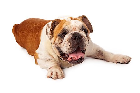 simsearch:400-07972595,k - A tired Bulldog laying against a white backdrop Stock Photo - Budget Royalty-Free & Subscription, Code: 400-07972628