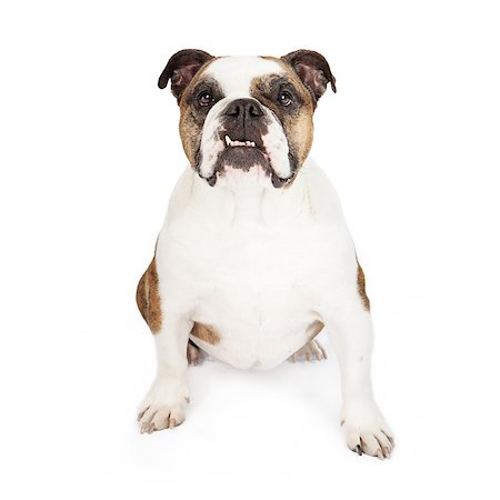 simsearch:400-07972595,k - Bulldog sitting against a white backdrop while looking at the camera with an underbite Stock Photo - Budget Royalty-Free & Subscription, Code: 400-07972620