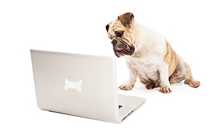 simsearch:400-07972595,k - A Bulldog sitting against a white backdrop looking at a laptop computer that has a bone logo on the back of it Stock Photo - Budget Royalty-Free & Subscription, Code: 400-07972623