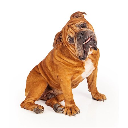 simsearch:400-07972595,k - Bulldog sitting against a white backdrop with his head cocked off to the side and an underbite Stock Photo - Budget Royalty-Free & Subscription, Code: 400-07972635