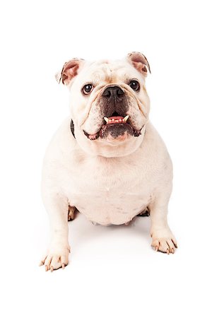 simsearch:400-07972595,k - A happy young Bulldog sitting against a white backdrop with his teeth sticking out Stock Photo - Budget Royalty-Free & Subscription, Code: 400-07972636