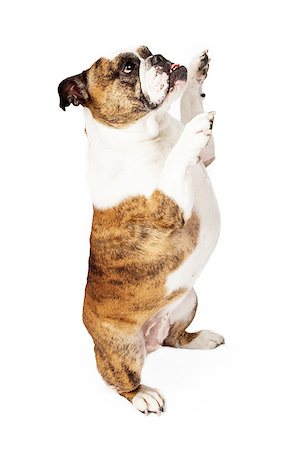 Side view of a Bulldog standing up against a white backdrop with his paws in the air Foto de stock - Super Valor sin royalties y Suscripción, Código: 400-07972637