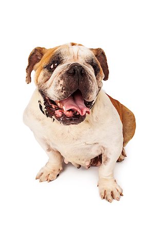 simsearch:400-07972595,k - An adult female Bulldog sitting against a white backdrop with a happy expression Stock Photo - Budget Royalty-Free & Subscription, Code: 400-07972630