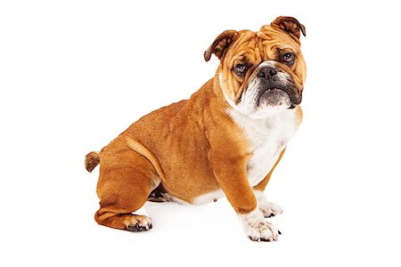 simsearch:400-07972595,k - Bulldog sitting against a white backdrop and looking at the camera Stock Photo - Budget Royalty-Free & Subscription, Code: 400-07972633