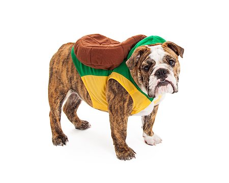 simsearch:400-07972595,k - A cute English Bulldog standing to the side while wearing a turtle costume Stock Photo - Budget Royalty-Free & Subscription, Code: 400-07972644