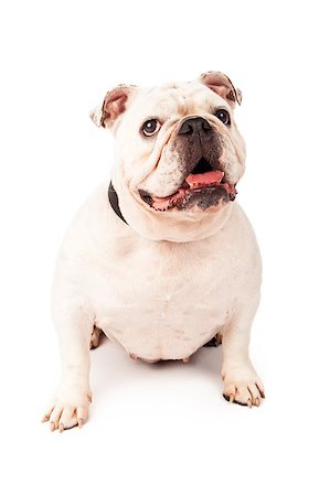 simsearch:400-07972595,k - Bulldog siting against a white background with a happy expression on her face Stock Photo - Budget Royalty-Free & Subscription, Code: 400-07972645