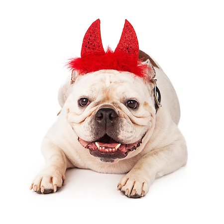 simsearch:400-07972595,k - A white Bulldog laying against a white backdrop wearing red devil horns with feathers Stock Photo - Budget Royalty-Free & Subscription, Code: 400-07972640