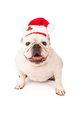 simsearch:400-07972595,k - A happy Bulldog sitting against a white backdrop wearing a Santa Claus Christmas hat Stock Photo - Budget Royalty-Free & Subscription, Code: 400-07972642
