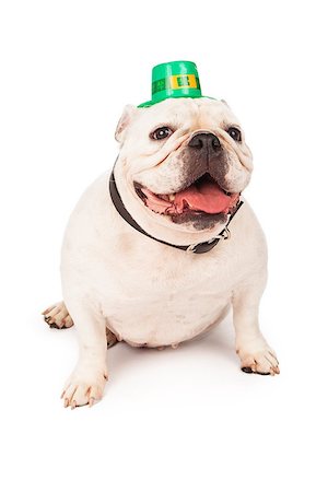 simsearch:400-07972595,k - Bulldog sitting against a white background wearing a green St. Patrick's Day hat Stock Photo - Budget Royalty-Free & Subscription, Code: 400-07972643