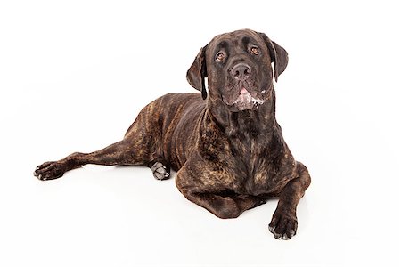 simsearch:400-07972595,k - Cane Corso dog with slobber laying against a white backdrop Stock Photo - Budget Royalty-Free & Subscription, Code: 400-07972654