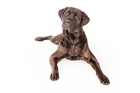 simsearch:400-07972595,k - Cane Corso dog laying down against a white backdrop and looking at the camera Stock Photo - Budget Royalty-Free & Subscription, Code: 400-07972656