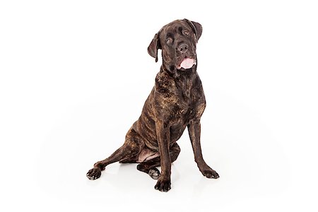 simsearch:400-07972595,k - Cane Corso dog sitting down and leaning to the side while looking at the camera Stock Photo - Budget Royalty-Free & Subscription, Code: 400-07972657