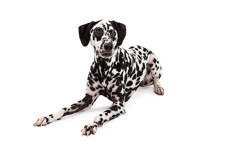simsearch:400-07972779,k - A calm and relaxed Dalmatian Dog laying while looking off to the side. Fotografie stock - Microstock e Abbonamento, Codice: 400-07972651