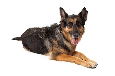 simsearch:640-03263361,k - German Shepherd dog calmly laying with outstretched paws and tongue hanging out Stock Photo - Budget Royalty-Free & Subscription, Code: 400-07972652