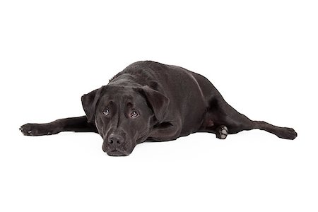 simsearch:400-08314976,k - A calm Labrador Retriever Dog laying with his head down. Stockbilder - Microstock & Abonnement, Bildnummer: 400-07972653