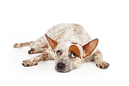 simsearch:400-07972595,k - Queensland Heeler mixed breed dog laying against a white backdrop and rolling his eyes up with a frustrated expression Stock Photo - Budget Royalty-Free & Subscription, Code: 400-07972665
