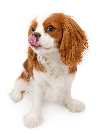 simsearch:400-04446240,k - Cavalier King Charles Spaniel dog against a white backdrop licking her lips after eating a treat Foto de stock - Super Valor sin royalties y Suscripción, Código: 400-07972666