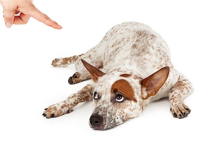 simsearch:400-05713947,k - An Australian Cattle Dog mixed breed laying down on the floor and rolling his eyes up at a finger being pointed at him as he is being scolded. Stock Photo - Budget Royalty-Free & Subscription, Code: 400-07972661