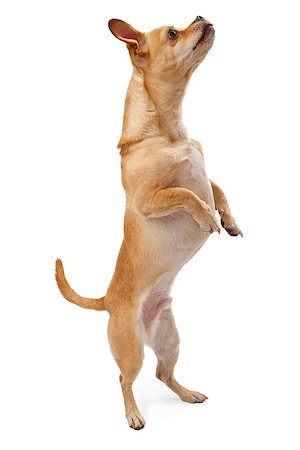 A Small Chihuahua mix dog standing on hind legs dancin. Isolated on white. Stock Photo - Budget Royalty-Free & Subscription, Code: 400-07972674