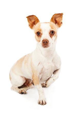 simsearch:693-03304965,k - A cute Chihuahua Mix Dog sitting and looking forward with one paw up Photographie de stock - Aubaine LD & Abonnement, Code: 400-07972679