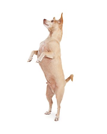 A cute little Chihuahua dog standing up and dancing with paws up Stock Photo - Budget Royalty-Free & Subscription, Code: 400-07972671